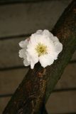 Prunus mume 'Omoi-no-mama' RCP3-10 076.jpg